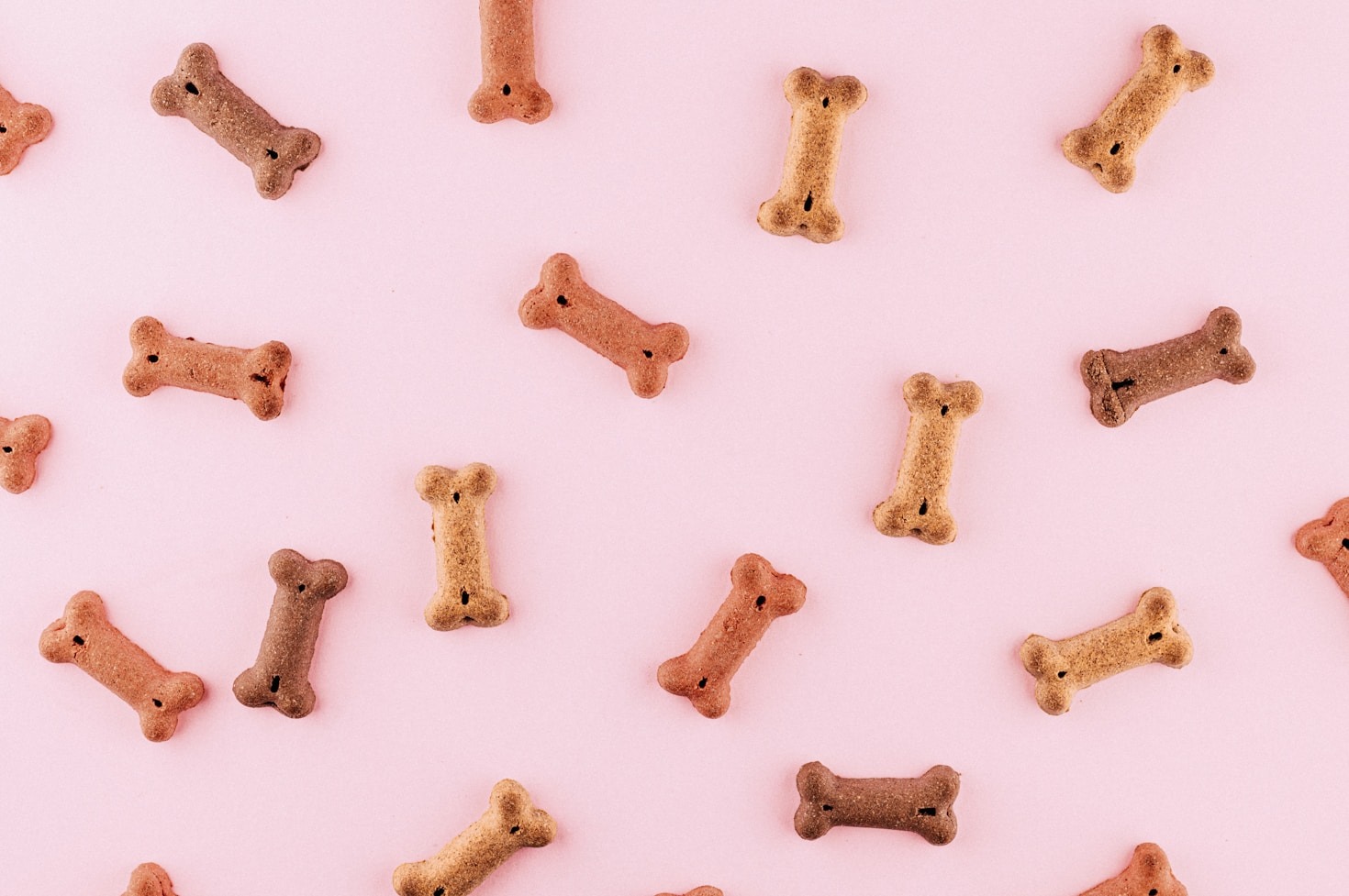 Top 5 Responsibly Sourced Treats for Your Dog