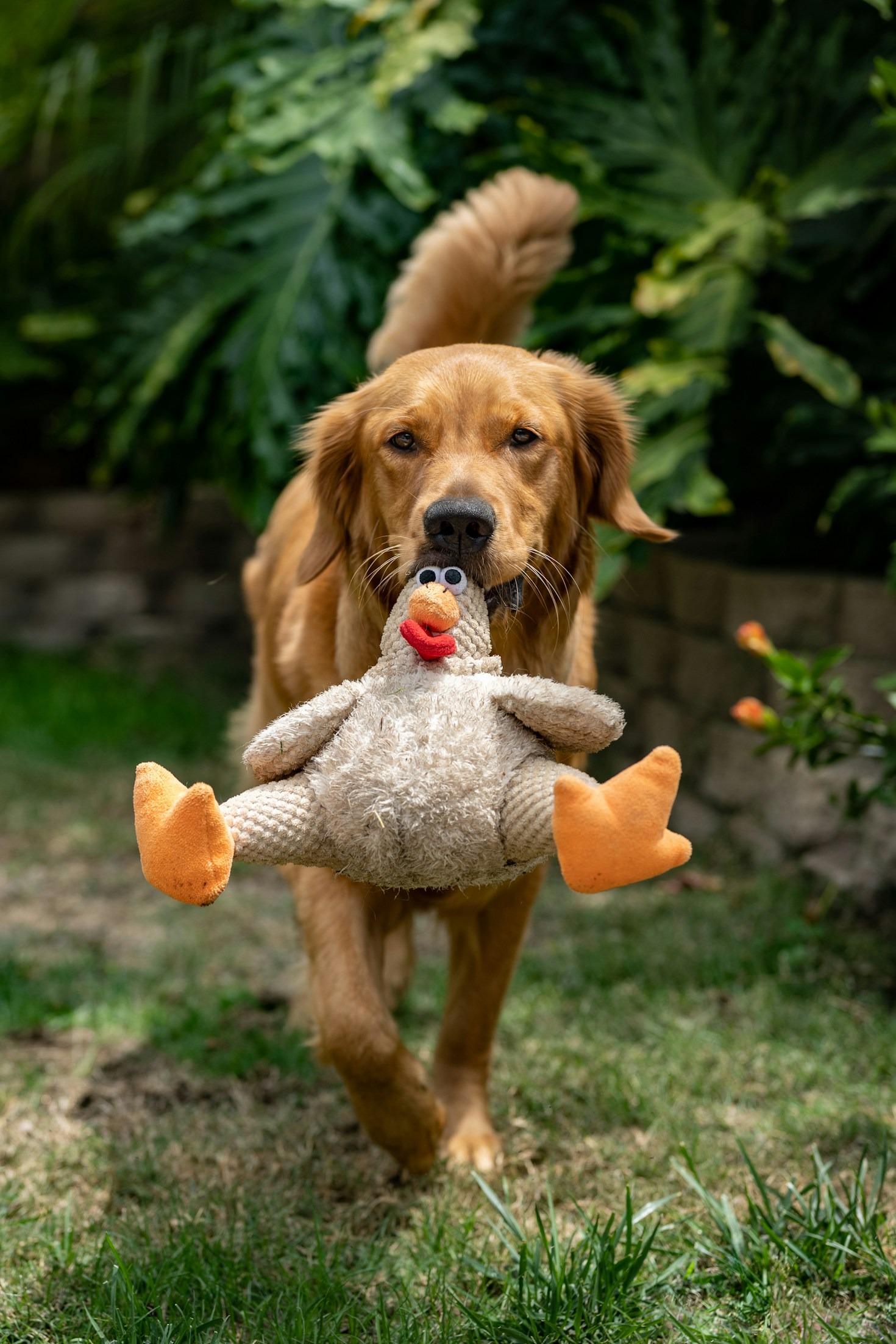 How to Choose the Best Toys for Your Cat