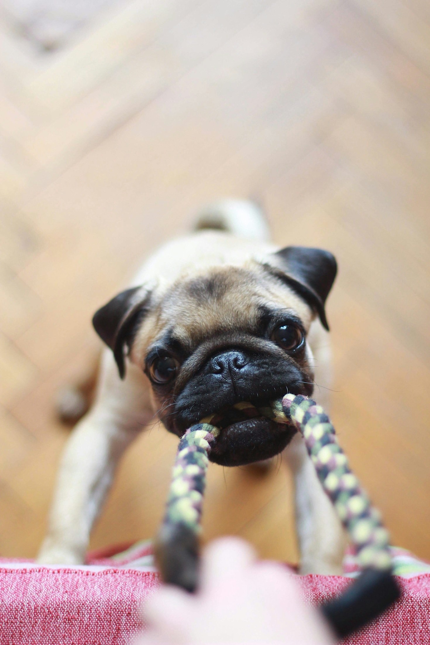 The Importance of Healthy Food Choices for Pets