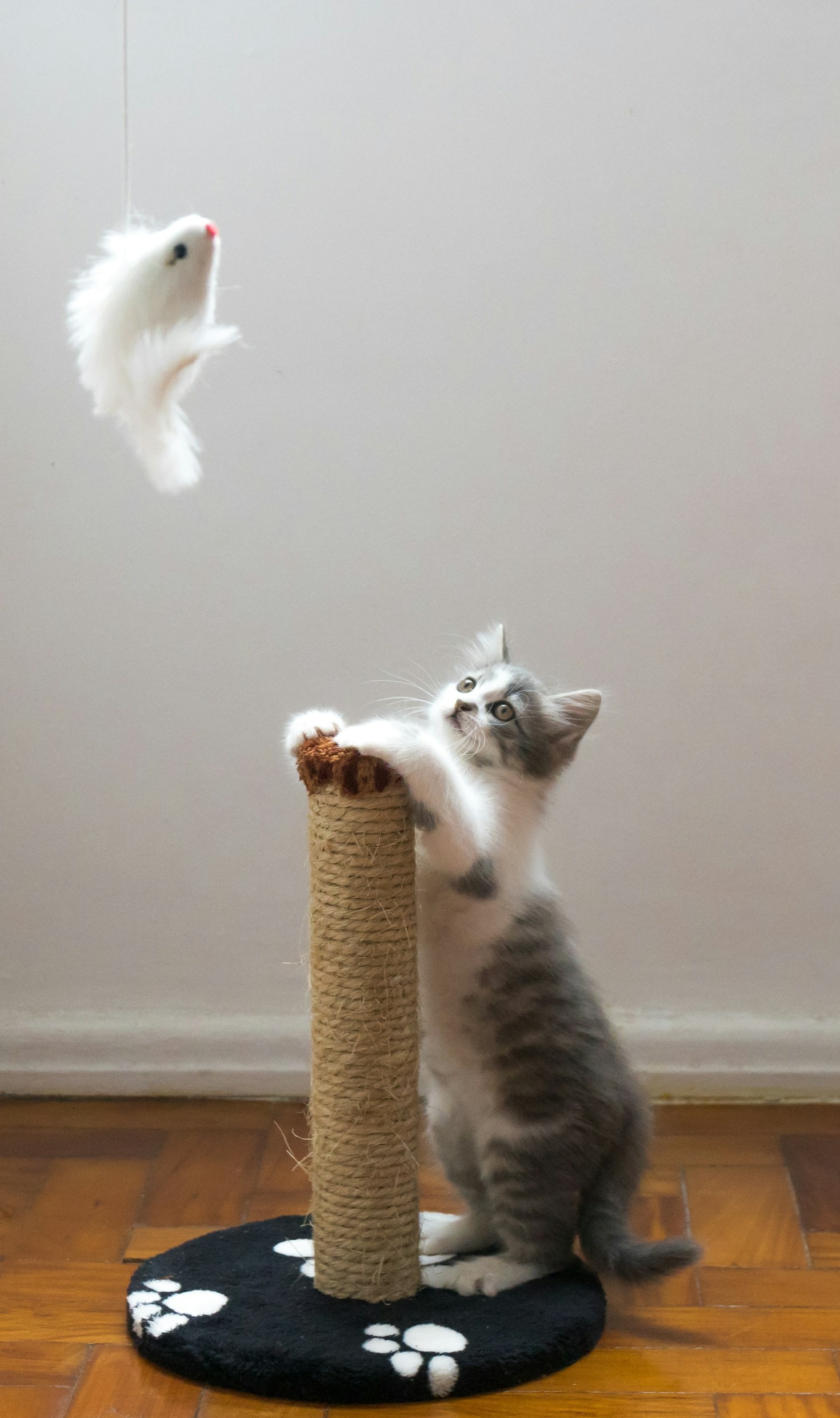 Creating a Pet-Friendly Home in Marblehead