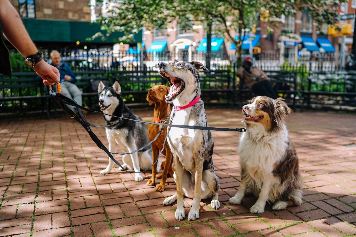 Why Responsibly Sourced Products Matter for Pets