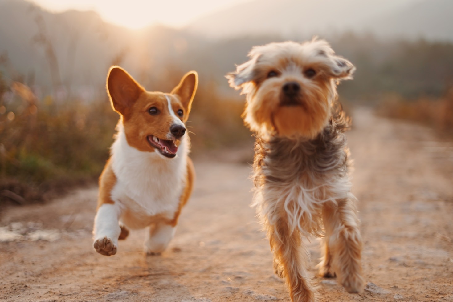 Tips for Keeping Pets Happy and Active